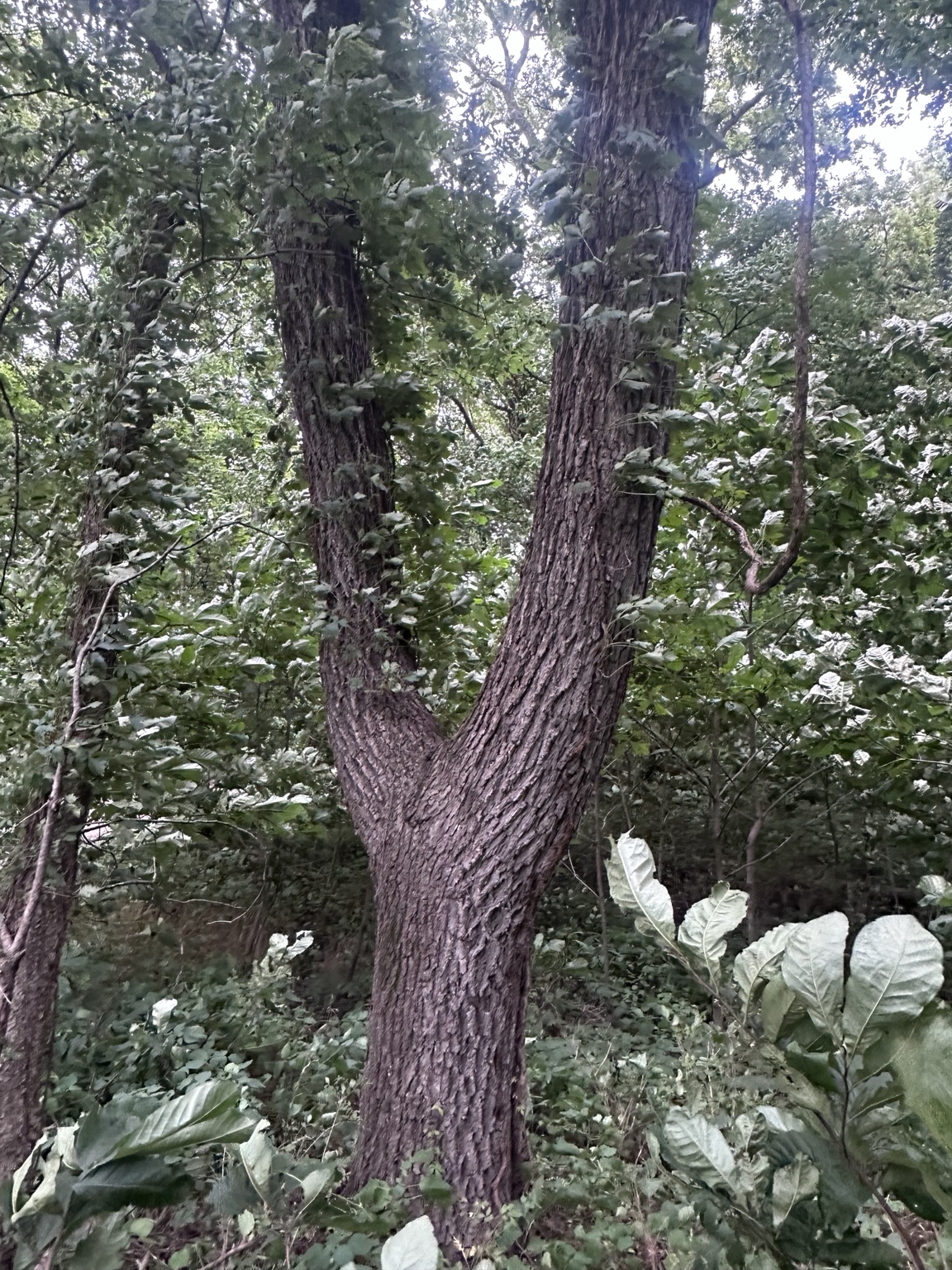 Large forked hardwood tree being considered for purchase