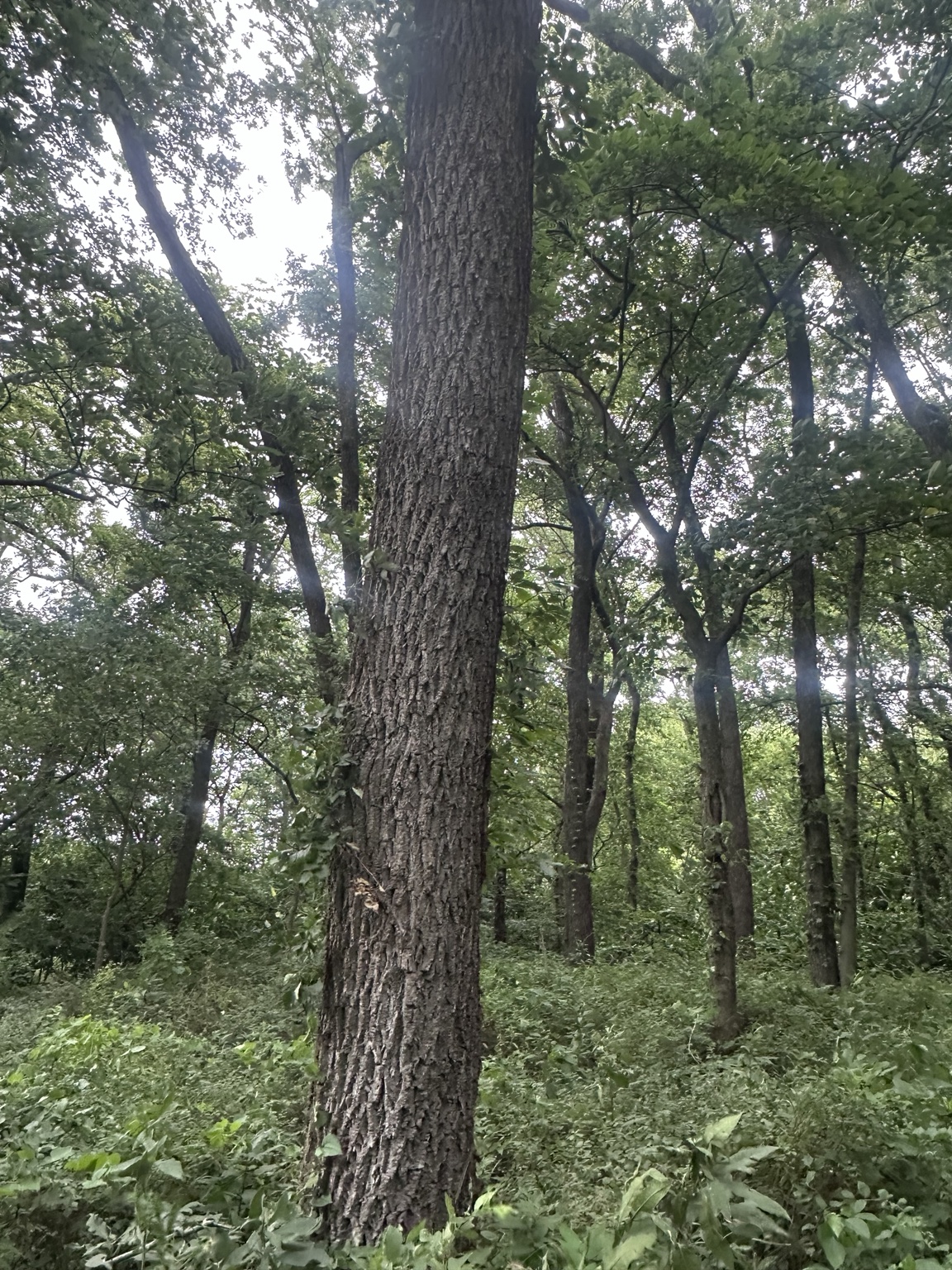 Large mature hardwood tree available for evaluation