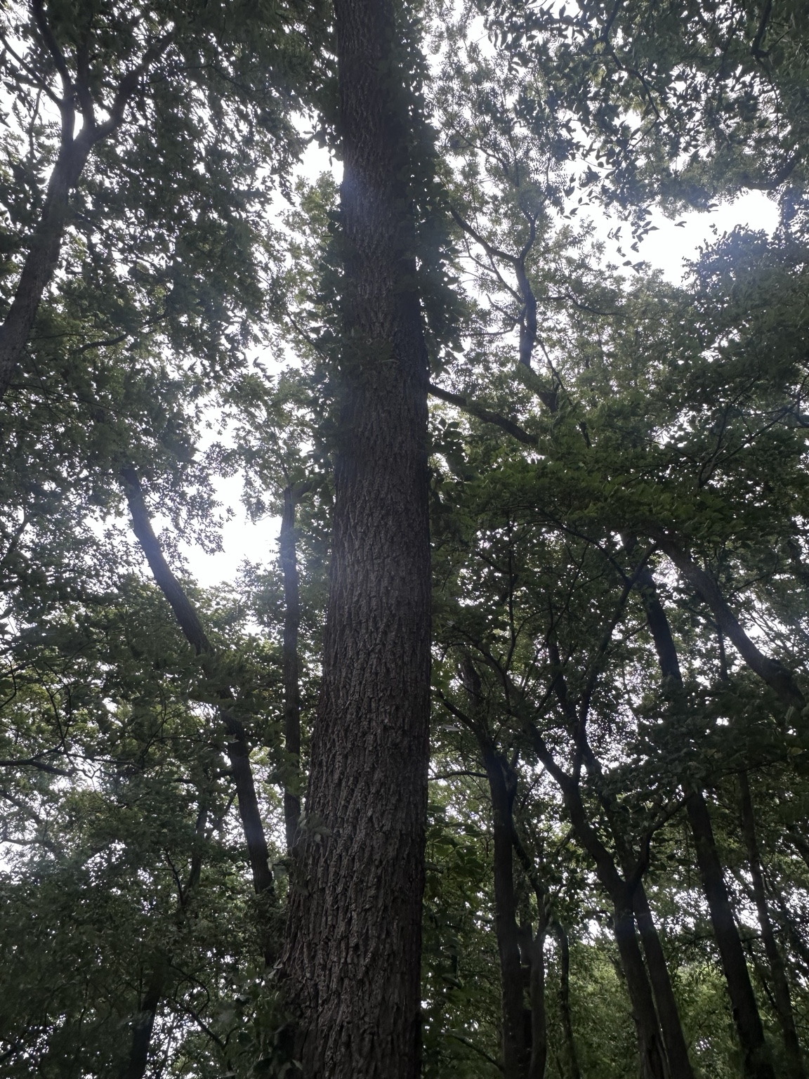 Tall mature hardwood tree with a long clear trunk
